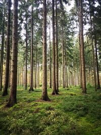 Pine trees in forest