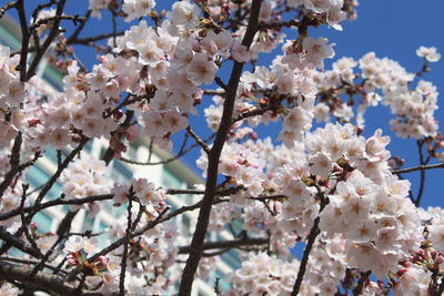 Low angle view of cherry blossoms