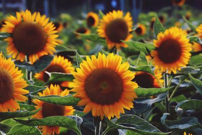 Close-up of sunflowers on plant