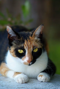 Calico cat with yellow eyes lying in a shade outside. algarve, portugal