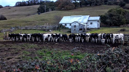 large group of animals