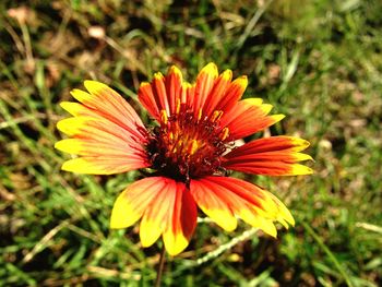 Close-up of orange flower blooming outdoors