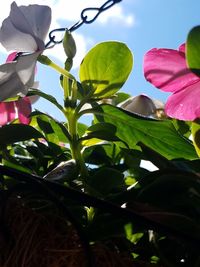 Close-up of pink flowers against sky