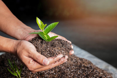 Cropped hand of person holding sapling