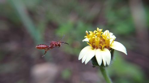 Close-up of insect on flower