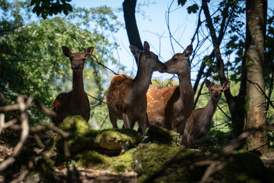 Deers in forest looking like they are kissing