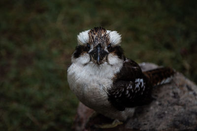 Close-up portrait of owl