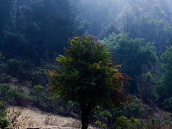 Trees in forest