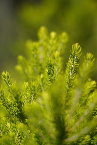 Close-up of pine tree