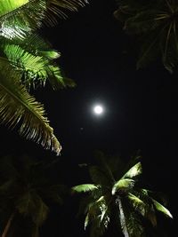 Palm tree against sky at night