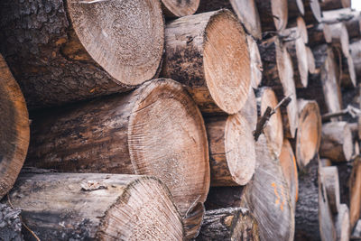 Close-up of logs in harz forest germany.