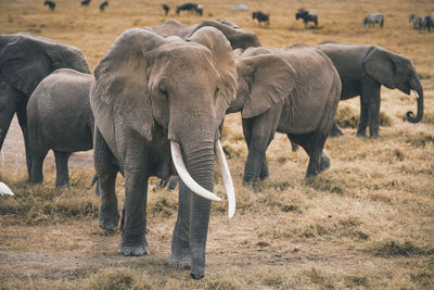 Elephants walking in a field