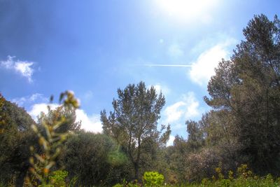 Low angle view of trees against blue sky