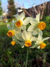 Close-up of yellow flowering plants on field