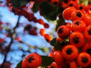 Close-up of tomatoes on tree