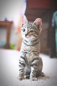 Portrait of cat sitting on floor