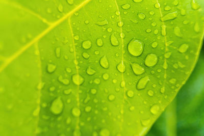 Close-up of raindrops on green leaves