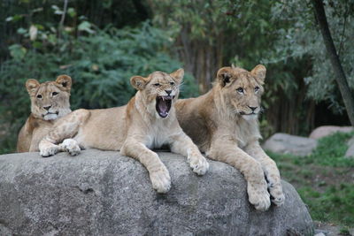 View of cats on rock