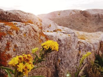 Close-up of yellow flowering plant on rock