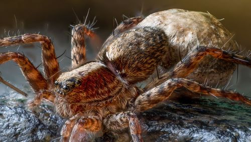 Close-up of spider