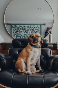 Portrait of dog sitting on chair