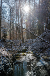 Trees growing in forest