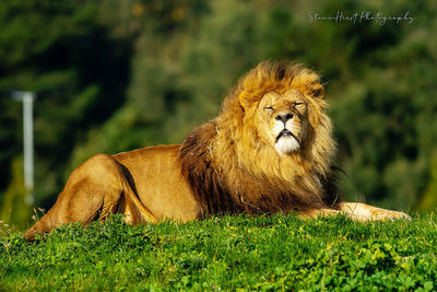 Close-up of a cat lying on grass