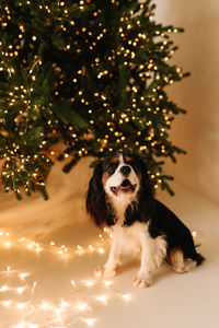 Cute little dog pet on the sofa in a decorated room on christmas holiday