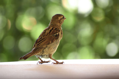 Close-up of bird perching outdoors