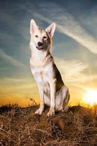 Portrait of dog sitting against sky