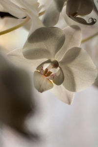 Close-up of white flower