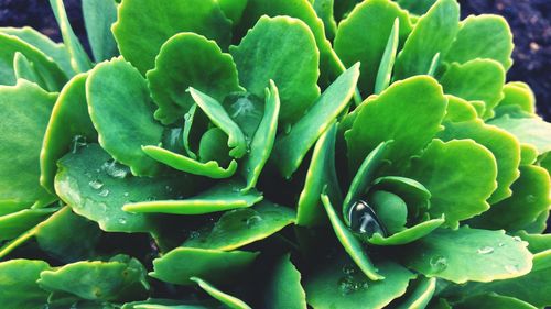 Close-up of succulent plant