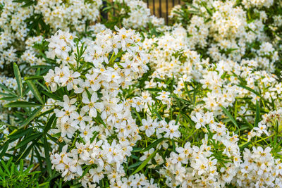 Close-up of white flowering plants