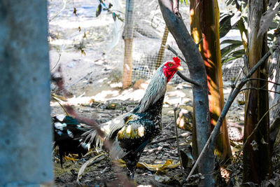 Birds in a forest