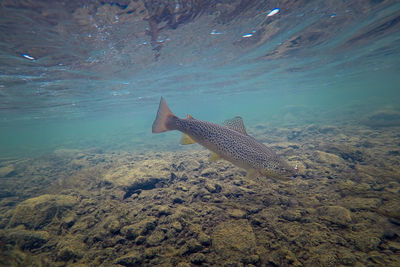 Fish swimming in sea