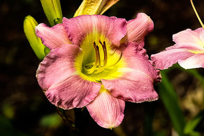 Close-up of pink flower