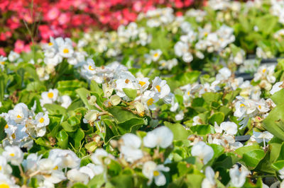 Close-up of white flowering plants