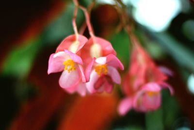 Close-up of pink flowers growing on plant
