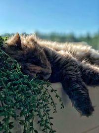 Cat sleeping