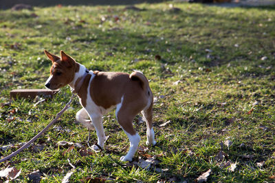 Dog standing in field