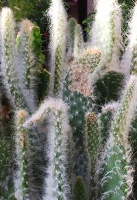 Close-up of water flowing in grass