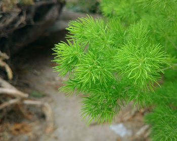 Close-up of plant