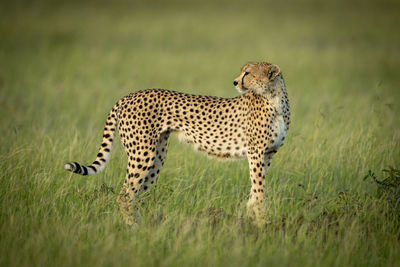 Full length of cheetah on field