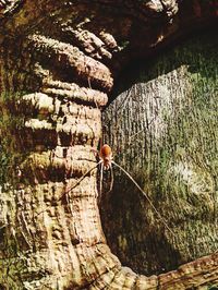 Man standing by tree trunk in forest