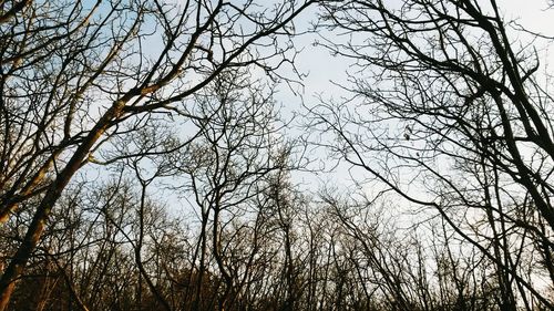 Low angle view of bare trees against sky