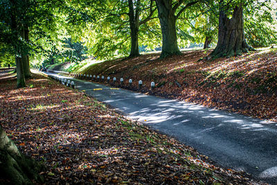 Road amidst trees in forest