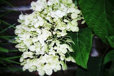 Close-up of white flowers blooming outdoors