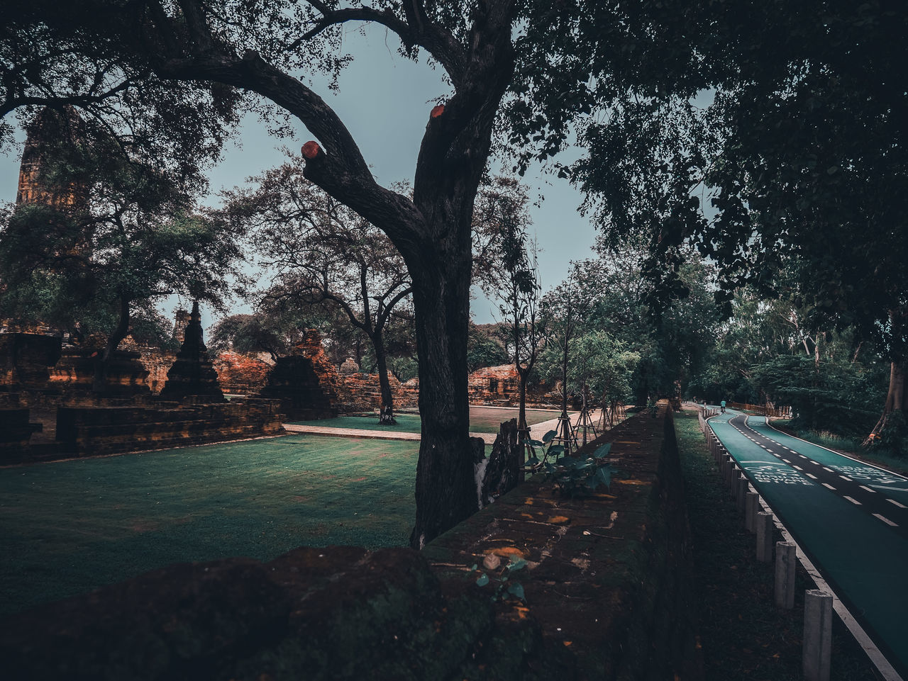 RAILROAD TRACKS AMIDST TREES AND PLANTS