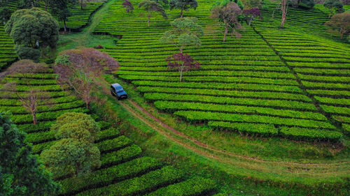 High angle view of agricultural field