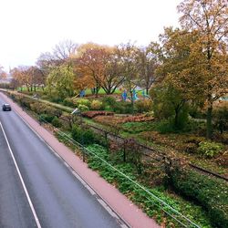 Road along trees